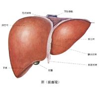 大部分的肝脏疾病都会有黄疸的症状，这是由于肝脏无法继续将胆红素排出所以就在体内累积。肝脏在代谢和有多项职能发挥着主要作用，包括糖原贮存，分解红血球，